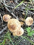  ( - MO555835)  @11 [ ] CreativeCommons - Attribution Share-Alike (2024) Unspecified Arizona Mushroom Society