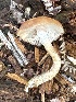  ( - MO558792)  @11 [ ] CreativeCommons - Attribution Share-Alike (2024) Unspecified Arizona Mushroom Society