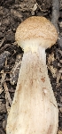  ( - MO561286)  @11 [ ] CreativeCommons - Attribution Share-Alike (2024) Unspecified Arizona Mushroom Society