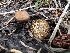  (Strobilurus - MO546213)  @11 [ ] CreativeCommons - Attribution Share-Alike (2024) Unspecified Arizona Mushroom Society