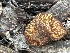  ( - MO556326)  @11 [ ] CreativeCommons - Attribution Share-Alike (2024) Unspecified Arizona Mushroom Society