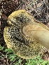  ( - MO563251)  @11 [ ] CreativeCommons - Attribution Share-Alike (2024) Unspecified Arizona Mushroom Society