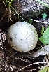  ( - MO565686)  @11 [ ] CreativeCommons - Attribution Share-Alike (2024) Unspecified Arizona Mushroom Society