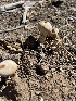  (Chlamydopus - MO571775)  @11 [ ] CreativeCommons - Attribution Share-Alike (2025) Unspecified Arizona Mushroom Society