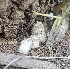 (Coprinopsis variegata - MO555037)  @11 [ ] CreativeCommons - Attribution Share-Alike (2024) Unspecified Arizona Mushroom Society