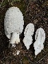  (Coprinus colosseus - MO530882)  @11 [ ] CreativeCommons - Attribution Share-Alike (2023) Unspecified Arizona Mushroom Society