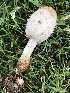  (Coprinus - MO547337)  @11 [ ] CreativeCommons - Attribution Share-Alike (2024) Unspecified Arizona Mushroom Society