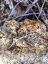  ( - MO540452)  @11 [ ] CreativeCommons - Attribution Share-Alike (2023) Unspecified Arizona Mushroom Society