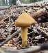  ( - MO561277)  @11 [ ] CreativeCommons - Attribution Share-Alike (2024) Unspecified Arizona Mushroom Society