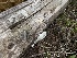  (Cyanosporus caesiosimulans - MO568299)  @11 [ ] CreativeCommons - Attribution Share-Alike (2024) Unspecified Arizona Mushroom Society