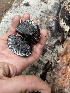  (Daldinia sp. MD48 - MO553671)  @11 [ ] CreativeCommons - Attribution Share-Alike (2024) Unspecified Arizona Mushroom Society
