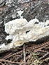  ( - MO551895)  @11 [ ] CreativeCommons - Attribution Share-Alike (2024) Unspecified Arizona Mushroom Society