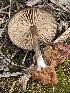  ( - MO547449)  @11 [ ] CreativeCommons - Attribution Share-Alike (2024) Unspecified Arizona Mushroom Society