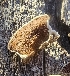  ( - MO544601)  @11 [ ] CreativeCommons - Attribution Share-Alike (2024) Unspecified Arizona Mushroom Society
