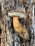  (Gyroporus sp. castaneus-BE94 - MO561854)  @11 [ ] CreativeCommons - Attribution Share-Alike (2024) Unspecified Arizona Mushroom Society