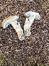 (Gyroporus sp. cyanescens-TAC715 - MO558522)  @11 [ ] CreativeCommons - Attribution Share-Alike (2024) Unspecified Arizona Mushroom Society