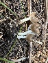  ( - MO571802)  @11 [ ] CreativeCommons - Attribution Share-Alike (2025) Unspecified Arizona Mushroom Society