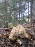  (Hericium - MO561876)  @11 [ ] CreativeCommons - Attribution Share-Alike (2024) Unspecified Arizona Mushroom Society