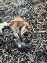  ( - MO563244)  @11 [ ] CreativeCommons - Attribution Share-Alike (2024) Unspecified Arizona Mushroom Society