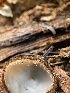  ( - MO568302)  @11 [ ] CreativeCommons - Attribution Share-Alike (2024) Unspecified Arizona Mushroom Society