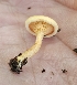 ( - MO555143)  @11 [ ] CreativeCommons - Attribution Share-Alike (2024) Unspecified Arizona Mushroom Society