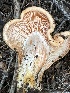  ( - MO556000)  @11 [ ] CreativeCommons - Attribution Share-Alike (2024) Unspecified Arizona Mushroom Society