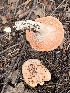  ( - MO563057)  @11 [ ] CreativeCommons - Attribution Share-Alike (2024) Unspecified Arizona Mushroom Society