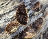  ( - MO543614)  @11 [ ] CreativeCommons - Attribution Share-Alike (2024) Unspecified Arizona Mushroom Society