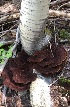  ( - MO556991)  @11 [ ] CreativeCommons - Attribution Share-Alike (2024) Unspecified Arizona Mushroom Society