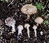  (Inocybe kauffmanii - MO561281)  @11 [ ] CreativeCommons - Attribution Share-Alike (2024) Unspecified Arizona Mushroom Society