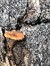  ( - MO524329)  @11 [ ] CreativeCommons - Attribution Share-Alike (2023) Unspecified Arizona Mushroom Society