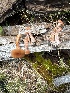  ( - MO551892)  @11 [ ] CreativeCommons - Attribution Share-Alike (2024) Unspecified Arizona Mushroom Society