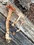  ( - MO553392)  @11 [ ] CreativeCommons - Attribution Share-Alike (2024) Unspecified Arizona Mushroom Society