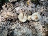  ( - MO561940)  @11 [ ] CreativeCommons - Attribution Share-Alike (2024) Unspecified Arizona Mushroom Society