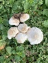  ( - MO561909)  @11 [ ] CreativeCommons - Attribution Share-Alike (2024) Unspecified Arizona Mushroom Society