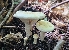  ( - MO558931)  @11 [ ] CreativeCommons - Attribution Share-Alike (2024) Unspecified Arizona Mushroom Society
