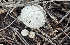  (Lycoperdon perlatum - MO561278)  @11 [ ] CreativeCommons - Attribution Share-Alike (2024) Unspecified Arizona Mushroom Society