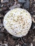  ( - MO527512)  @11 [ ] CreativeCommons - Attribution Share-Alike (2023) Unspecified Arizona Mushroom Society