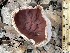  (Peziza sp. ML31 - MO490951)  @11 [ ] CreativeCommons  Attribution Non-Commercial Share-Alike (2021) Unspecified AMS