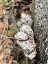  (Auricularia - MO490954)  @11 [ ] CreativeCommons  Attribution Non-Commercial Share-Alike (2021) Unspecified AMS