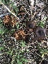  (Cortinarius suberythrinus - MO495294)  @11 [ ] CreativeCommons  Attribution Non-Commercial Share-Alike (2022) Unspecified AMS