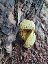  (Buchwaldoboletus - MO500044)  @11 [ ] CreativeCommons  Attribution Non-Commercial Share-Alike (2021) Unspecified AMS