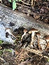  (Cortinarius umbrinolutescens - MO500176)  @11 [ ] CreativeCommons  Attribution Non-Commercial Share-Alike (2022) Unspecified AMS