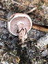  (Hygrophorus sp. TAC335 - MO500190)  @11 [ ] CreativeCommons  Attribution Non-Commercial Share-Alike (2022) Unspecified AMS