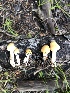  (Inocybe sp. TAC352 - MO502015)  @11 [ ] CreativeCommons  Attribution Non-Commercial Share-Alike (2022) Unspecified AMS