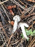  (Tricholoma triste - MO502093)  @11 [ ] CreativeCommons  Attribution Non-Commercial Share-Alike (2022) Unspecified AMS