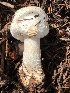  (Agaricus didymus - MO502095)  @11 [ ] CreativeCommons  Attribution Non-Commercial Share-Alike (2022) Unspecified AMS