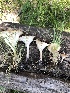  (Infundibulicybe cf. gibba - MO502099)  @11 [ ] CreativeCommons  Attribution Non-Commercial Share-Alike (2022) Unspecified AMS