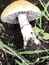  (Stropharia cf. coronilla - MO502134)  @11 [ ] CreativeCommons  Attribution Non-Commercial Share-Alike (2022) Unspecified AMS