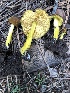 (Pluteus fulvibadius - MO502135)  @11 [ ] CreativeCommons  Attribution Non-Commercial Share-Alike (2022) Unspecified AMS